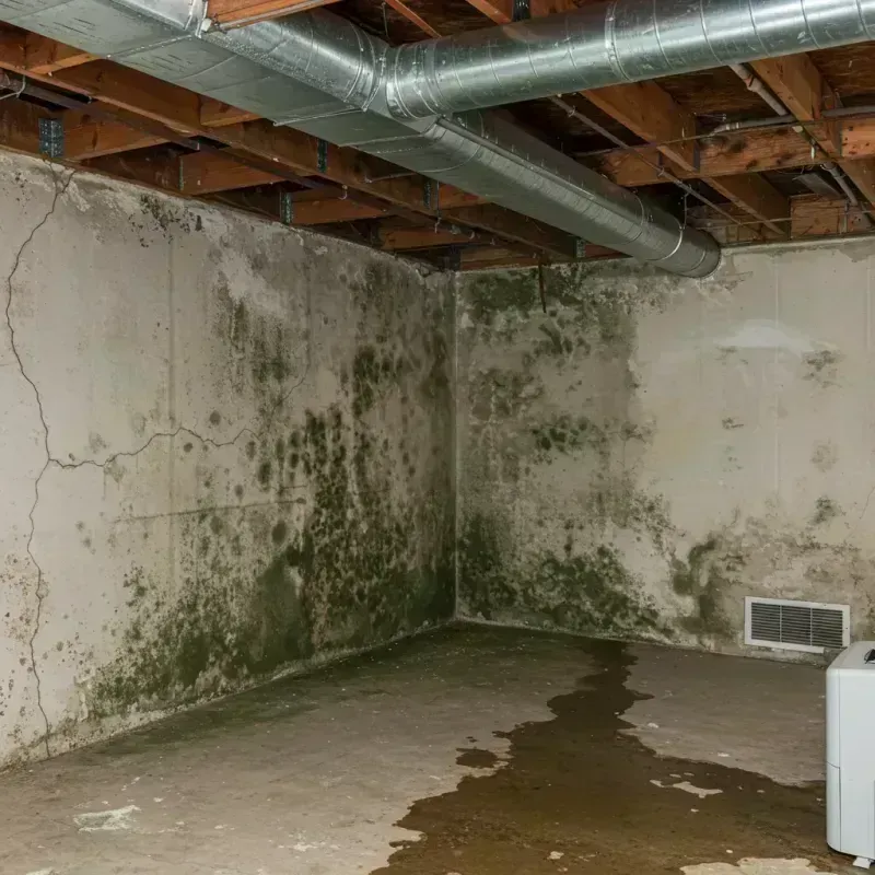 Professional Mold Removal in Cleveland County, NC